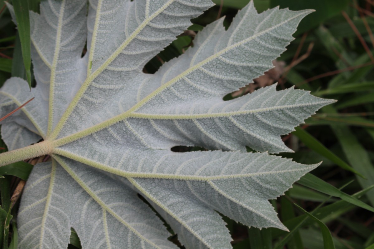 Tetrapanax papyrifer (Hook.) K.Koch